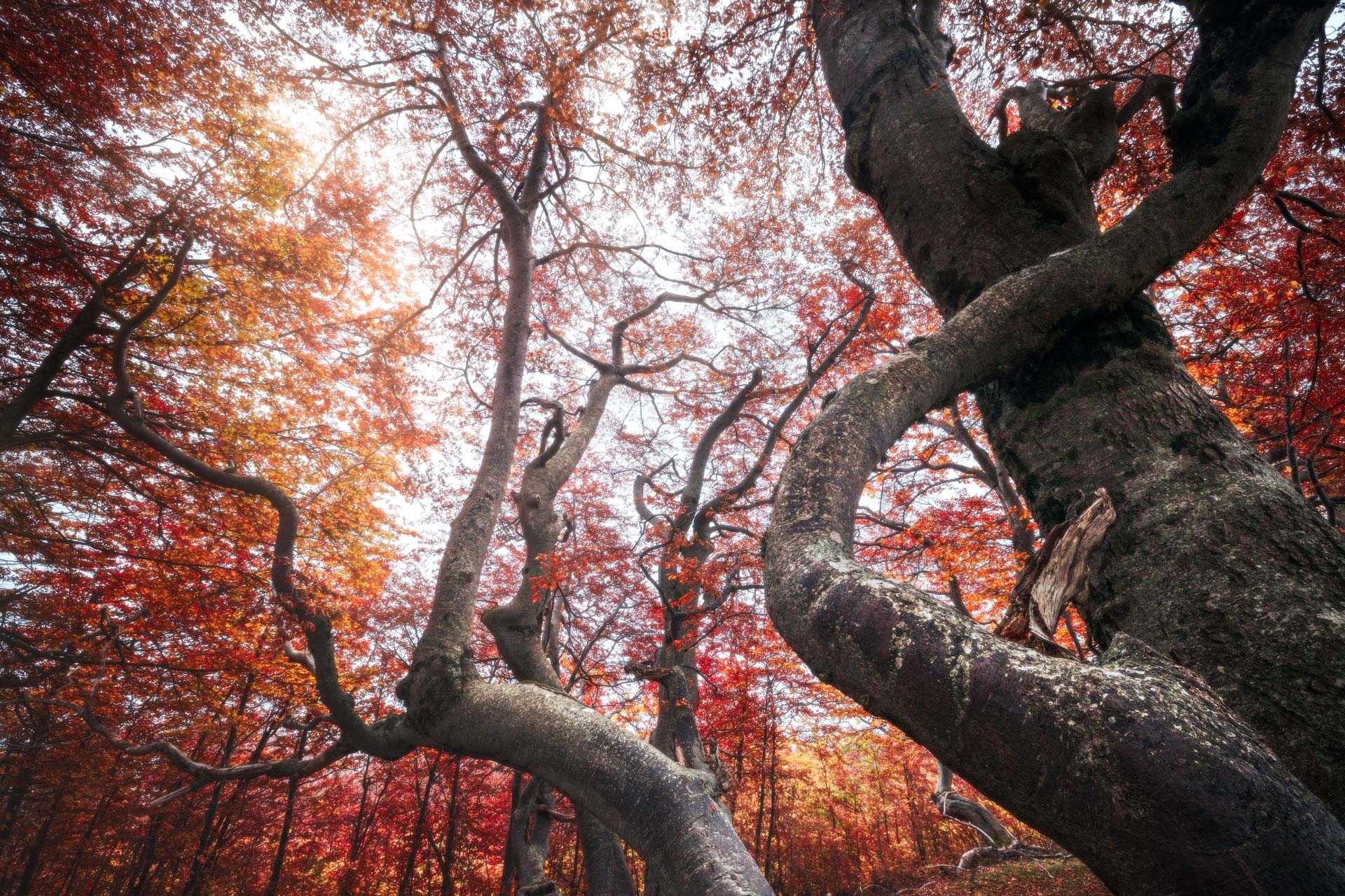 Foliage: workshop di fotografia alla foresta dei faggi torti