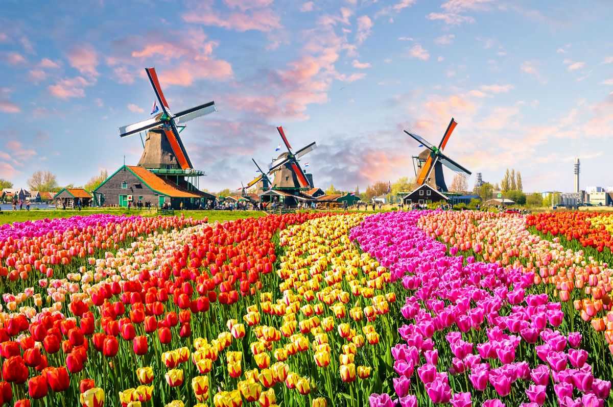 Scouting Olanda: tulipani in fiore e mulini