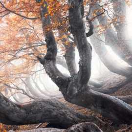 foresta di jacci di verre